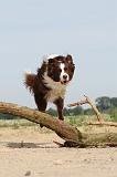 BORDER COLLIE 487